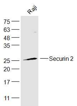 Securin 2 Rabbit Polyclonal Antibody