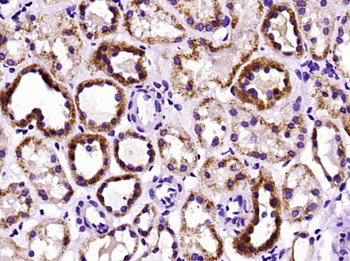 Selenoprotein O Rabbit Polyclonal Antibody