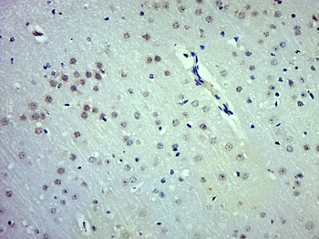 Selenoprotein O Rabbit Polyclonal Antibody