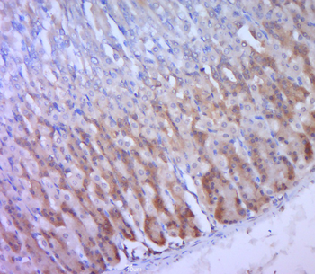 Synaptophysin Rabbit Polyclonal Antibody
