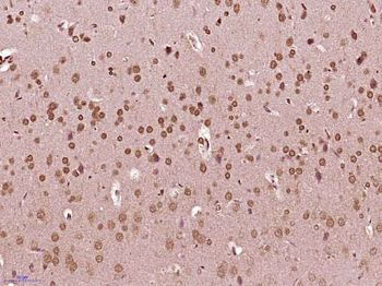Phospho-Src (Ser75) Rabbit Polyclonal Antibody