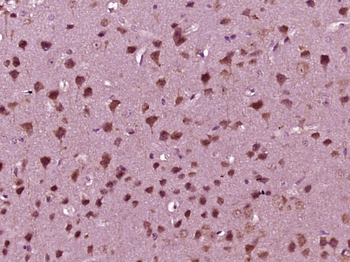 Phospho-Smad1 (Ser187) Rabbit Polyclonal Antibody