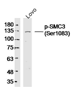 Phospho-SMC3 (Ser1083) Rabbit Polyclonal Antibody