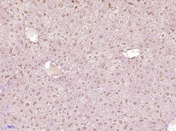 SLIRP/C14orf156 Rabbit Polyclonal Antibody