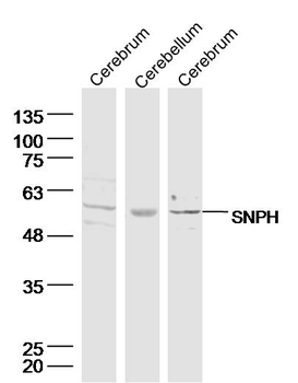 SNPH Rabbit Polyclonal Antibody