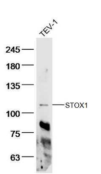 STOX1 Rabbit Polyclonal Antibody