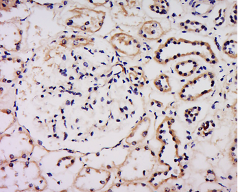 SCG3 Rabbit Polyclonal Antibody