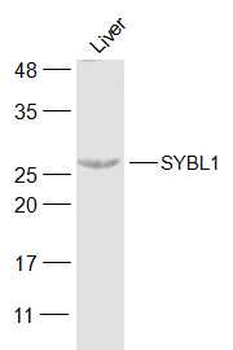 SYBL1 Rabbit Polyclonal Antibody