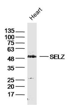 TRXRD2/SELZ Rabbit Polyclonal Antibody