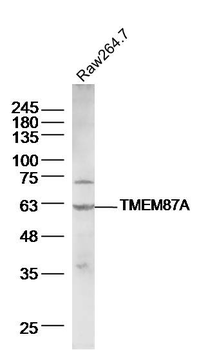TMEM87A Rabbit Polyclonal Antibody