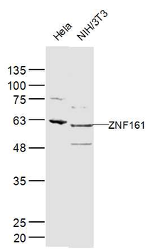 ZNF161 Rabbit Polyclonal Antibody