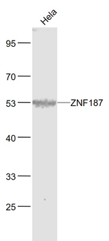 ZNF187 Rabbit Polyclonal Antibody