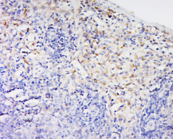 Bcl2A1 Rabbit Polyclonal Antibody