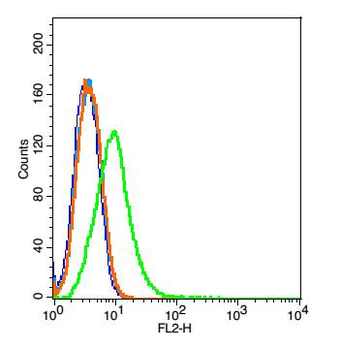 CD19 Rabbit Polyclonal Antibody