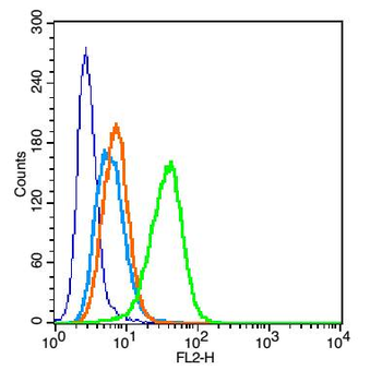 CD20 Rabbit Polyclonal Antibody