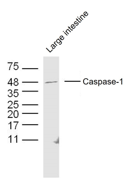 Caspase-1 p20 Rabbit Polyclonal Antibody