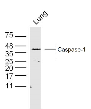 Caspase-1 p20 Rabbit Polyclonal Antibody