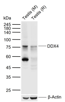 DDX4 Rabbit Polyclonal Antibody