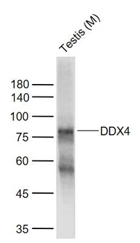 DDX4 Rabbit Polyclonal Antibody