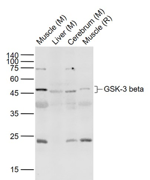 GSK-3 beta Rabbit Polyclonal Antibody