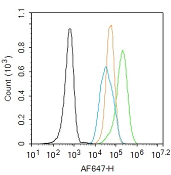 Phospho-IRS1 (Tyr1179) Rabbit Polyclonal Antibody