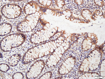 MAP1A Rabbit Polyclonal Antibody
