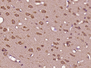 MAP1A Rabbit Polyclonal Antibody