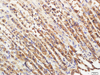 MAP1A Rabbit Polyclonal Antibody