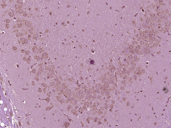 NXPH4 Rabbit Polyclonal Antibody