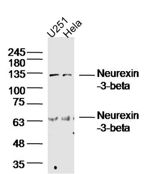 Neurexin-3-beta Rabbit Polyclonal Antibody