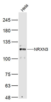 NRXN3 Rabbit Polyclonal Antibody