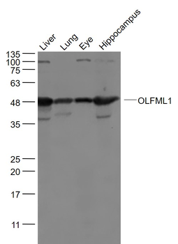 OLFML1 Rabbit Polyclonal Antibody