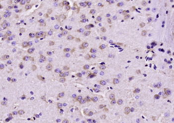 OPA3 Rabbit Polyclonal Antibody