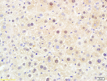 PPARGC1A Rabbit Polyclonal Antibody