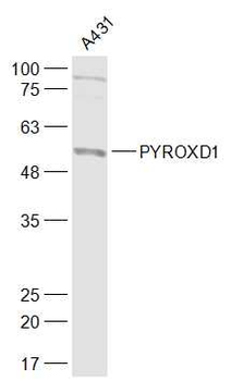 PYROXD1 Rabbit Polyclonal Antibody