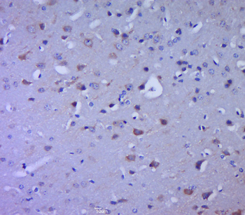 RELL2 Rabbit Polyclonal Antibody