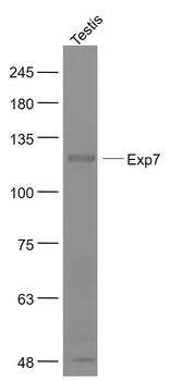 RANBP16/Exp7 Rabbit Polyclonal Antibody