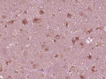 RANBP3L Rabbit Polyclonal Antibody