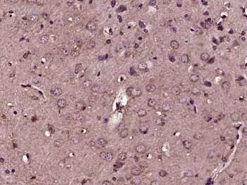SCRN3 Rabbit Polyclonal Antibody
