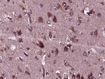SERINC1 Rabbit Polyclonal Antibody