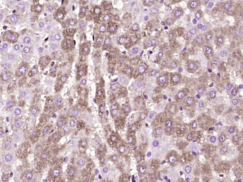 SDR-O Rabbit Polyclonal Antibody