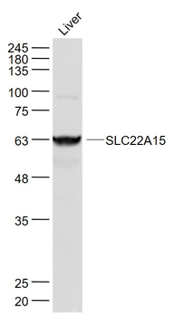 SLC22A15 Rabbit Polyclonal Antibody