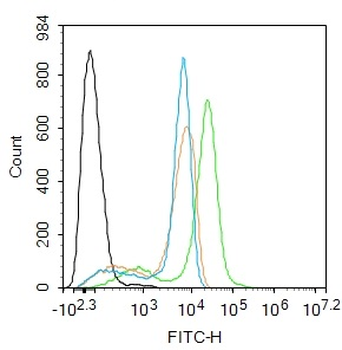 SLC25A41 Rabbit Polyclonal Antibody
