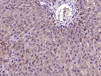 SLC35B4 Rabbit Polyclonal Antibody