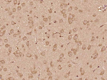 Syntaxin-1B Rabbit Polyclonal Antibody