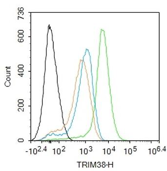 TRIM38 Rabbit Polyclonal Antibody
