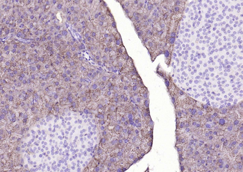COX4I1 Mouse Monoclonal Antibody (Mitochondrial Loading Control)