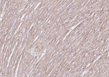 COX4I1 Mouse Monoclonal Antibody (Mitochondrial Loading Control)
