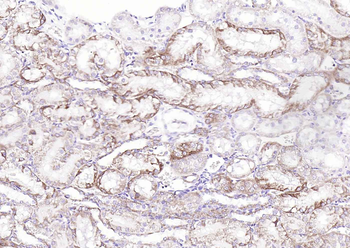 COX4I1 Mouse Monoclonal Antibody (Mitochondrial Loading Control)
