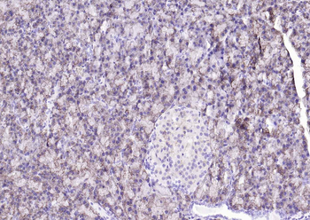 COX4I1 Mouse Monoclonal Antibody (Mitochondrial Loading Control)